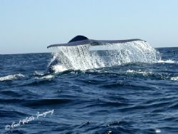 Blue Whale Sounding Off the coast of Baja in the Gulf of ... by Frank M Virga 